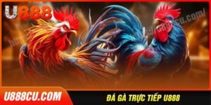 da-ga-u888-noi-san-thuong-nhung-chien-ke-hang-dau